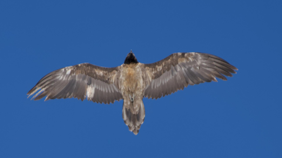 Si vede meno il gipeto nei cieli ossolani: 52 osservazioni durante tutto il 2025