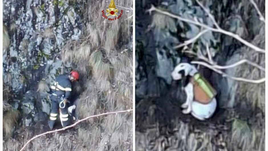 Cane in difficolta in una zona molto impervia, il segugio francese salvato dai Vvf