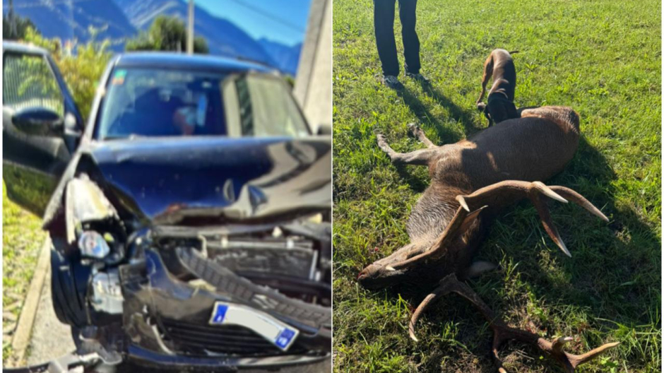 Nuovo incidente con un cervo e cresce l'allarme