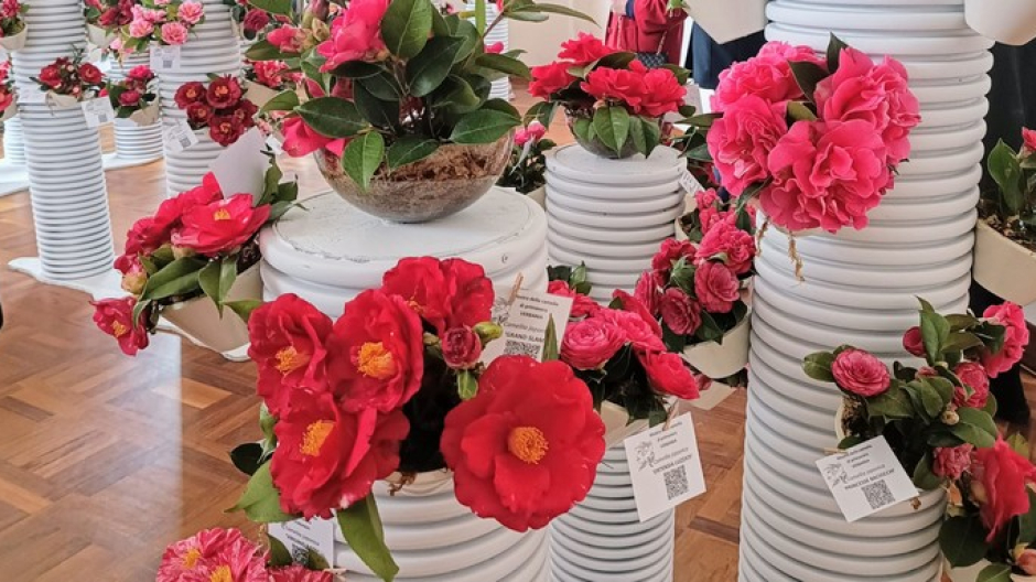 Torna la Mostra della Camelia Invernale: weekend tra fiori, cultura e giardini