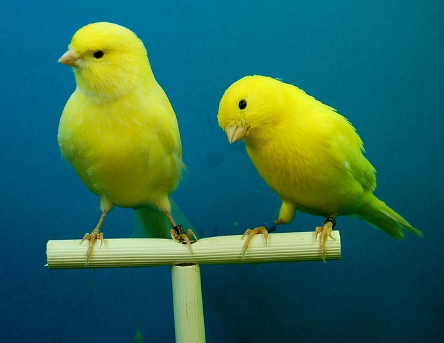 canaries 426273 640