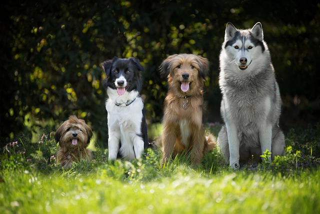 dogs 4189517 640